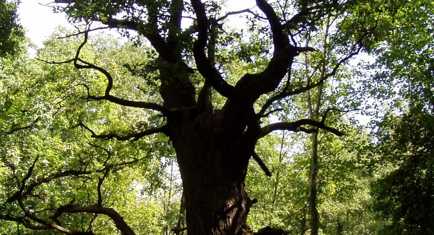 Berlin's Beloved Fat Mary Oak Tree Under Strain From Drought