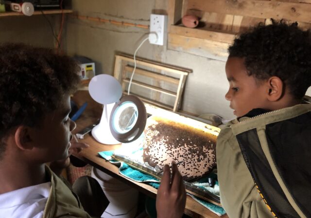 Buzzing Beneath the Radar: Africa’s Bees and the Silent Struggle to Survive