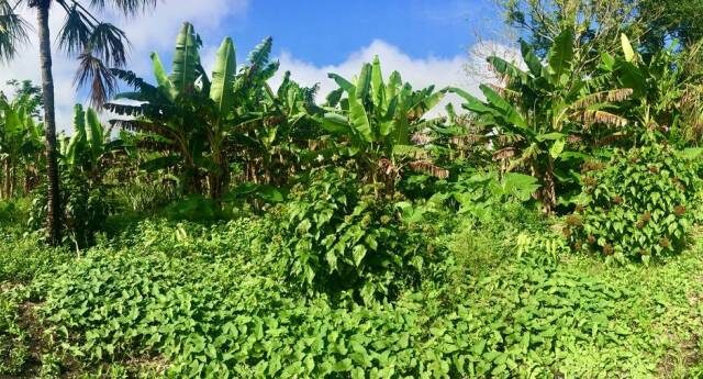 NGOs Say Germany’s Africa Food Strategy Must Prioritize Food Sovereignty
