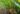 Ginger Farmers Decry Lack of Seedlings, Insecurity, Seek Urgent Intervention